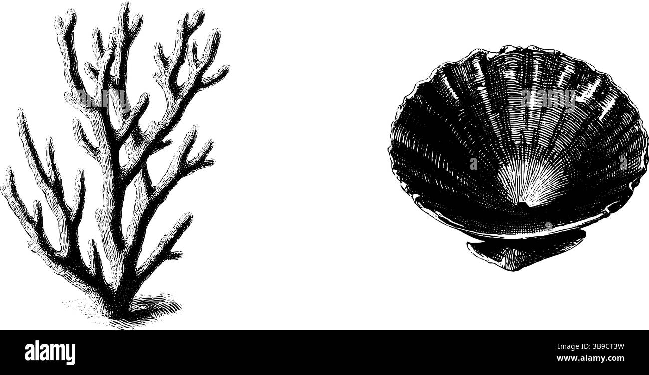 Set per incisioni vintage in corallo e conchiglia per un design nautico. Illustrazione Vettoriale