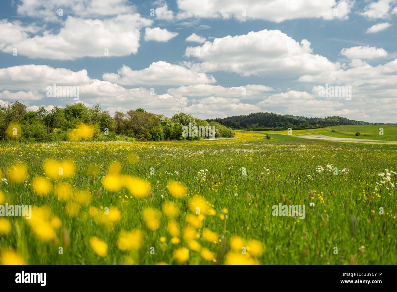 Rottweil, Germania. 9 maggio 2025. Il sole splende su un prato dove fioriscono numerosi fiori. Crediti: Silas Stein/dpa/Alamy Live News Foto Stock