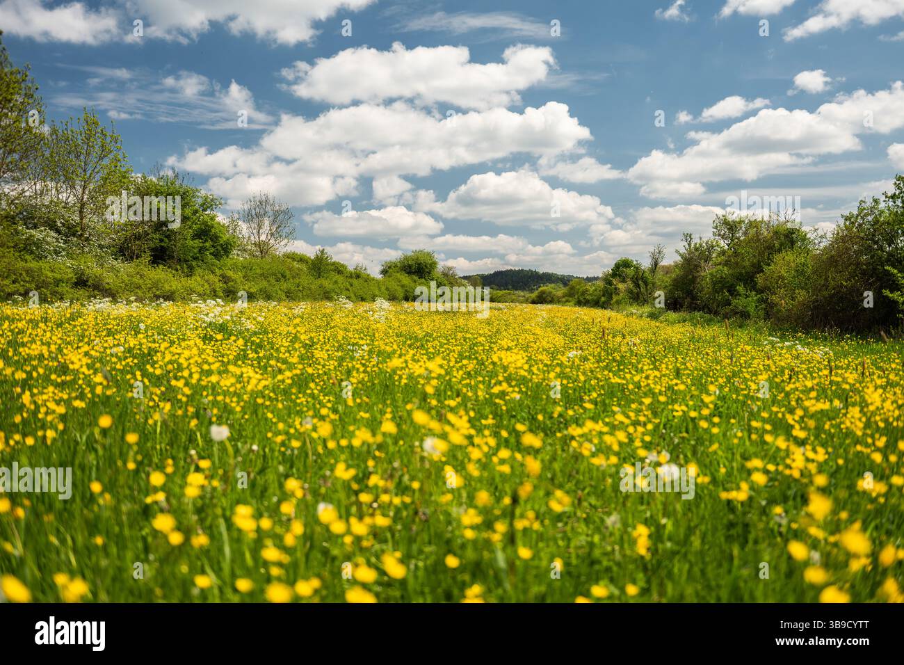 Rottweil, Germania. 9 maggio 2025. Il sole splende su un prato dove fioriscono numerosi fiori. Crediti: Silas Stein/dpa/Alamy Live News Foto Stock