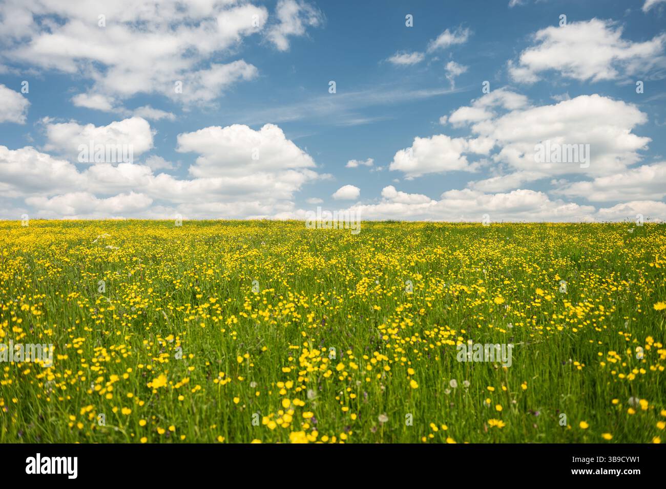 Rottweil, Germania. 9 maggio 2025. Il sole splende su un prato dove fioriscono numerosi fiori. Crediti: Silas Stein/dpa/Alamy Live News Foto Stock