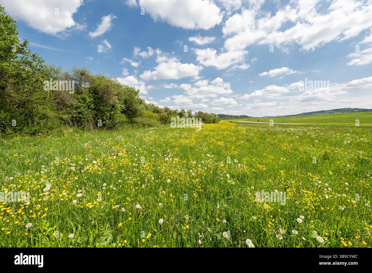 Rottweil, Germania. 9 maggio 2025. Il sole splende su un prato dove fioriscono numerosi fiori. Crediti: Silas Stein/dpa/Alamy Live News Foto Stock
