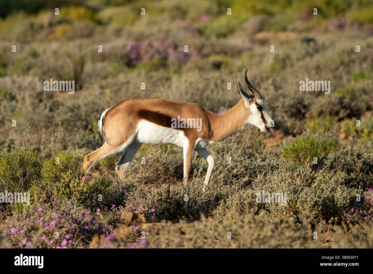 Lo springbok (Antidorcas marsupialis) è un'antilope di medie dimensioni originaria dell'Africa meridionale, nota per il suo mantello marrone, il sottoscocca bianco e le strisce. Foto Stock