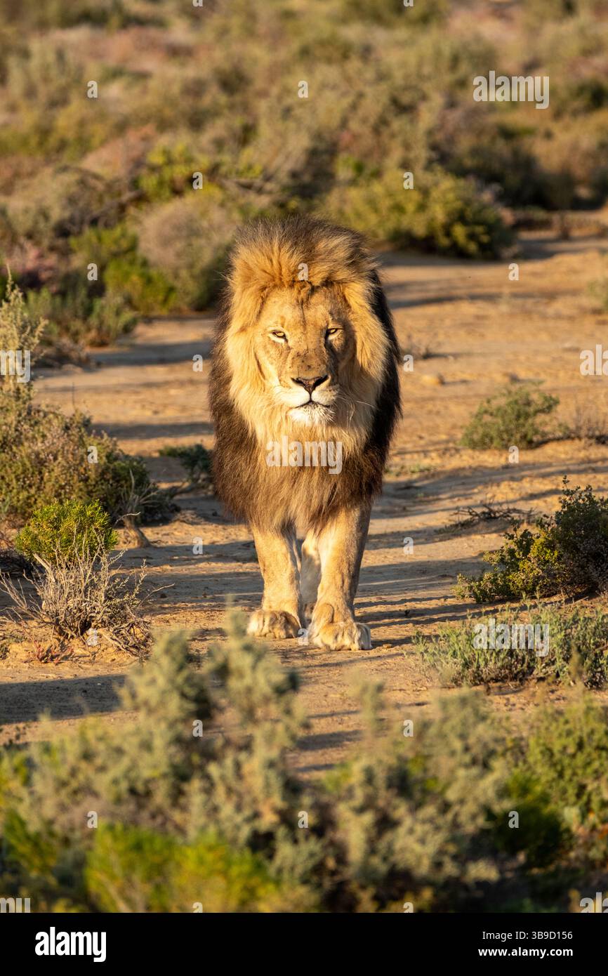Leone maschio che segue preda nelle pianure africane. Foto Stock