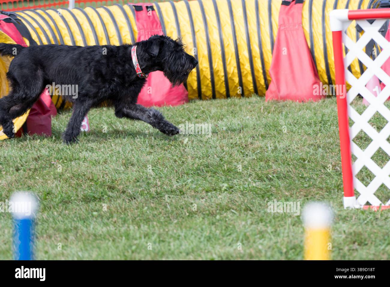 Black Russian Terrier in competizione nella competizione di agilità Foto Stock