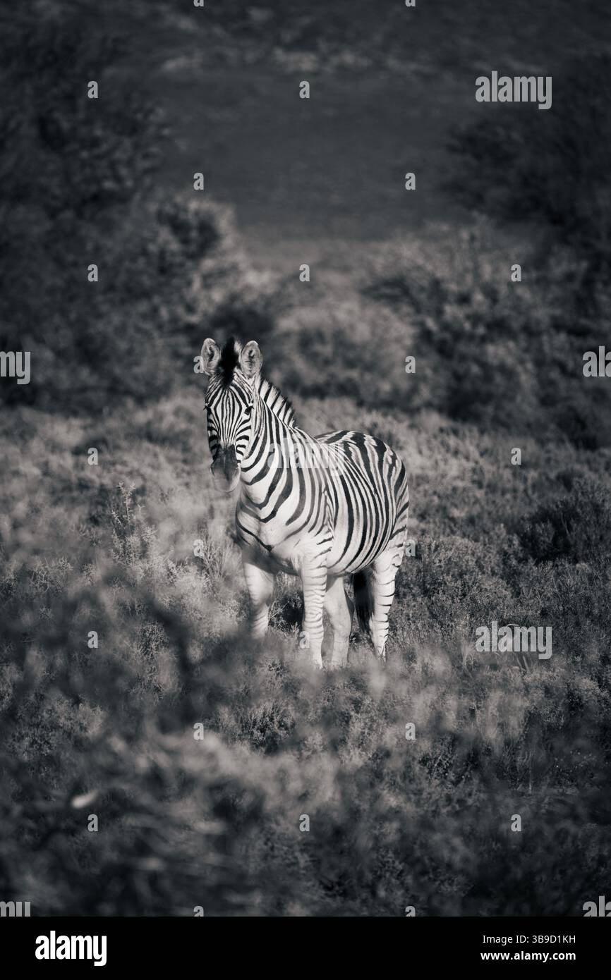 Immagine in bianco e nero di Zebra che pascolano nelle pianure sudafricane Foto Stock