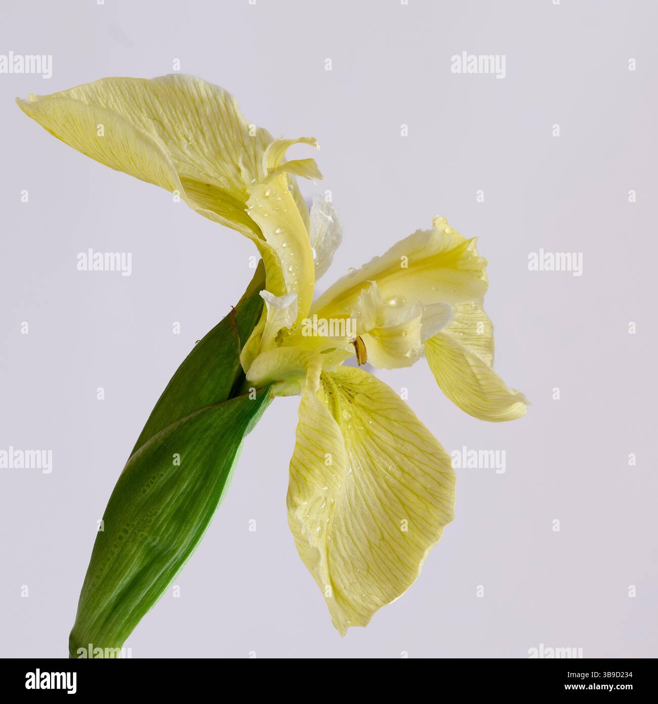 Foto macro di un fiore. Foto Stock