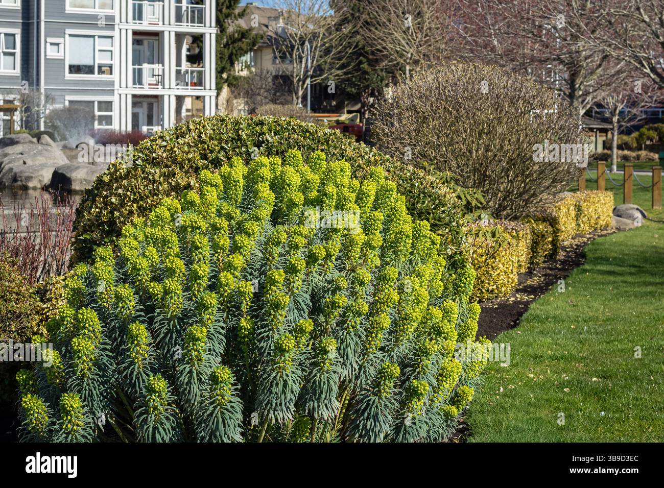 Paesaggio di stile tropicale. Area residenziale con vegetazione fresca. Verde paesaggistico nelle vicinanze. Giardino sul retro con Wave orna Foto Stock