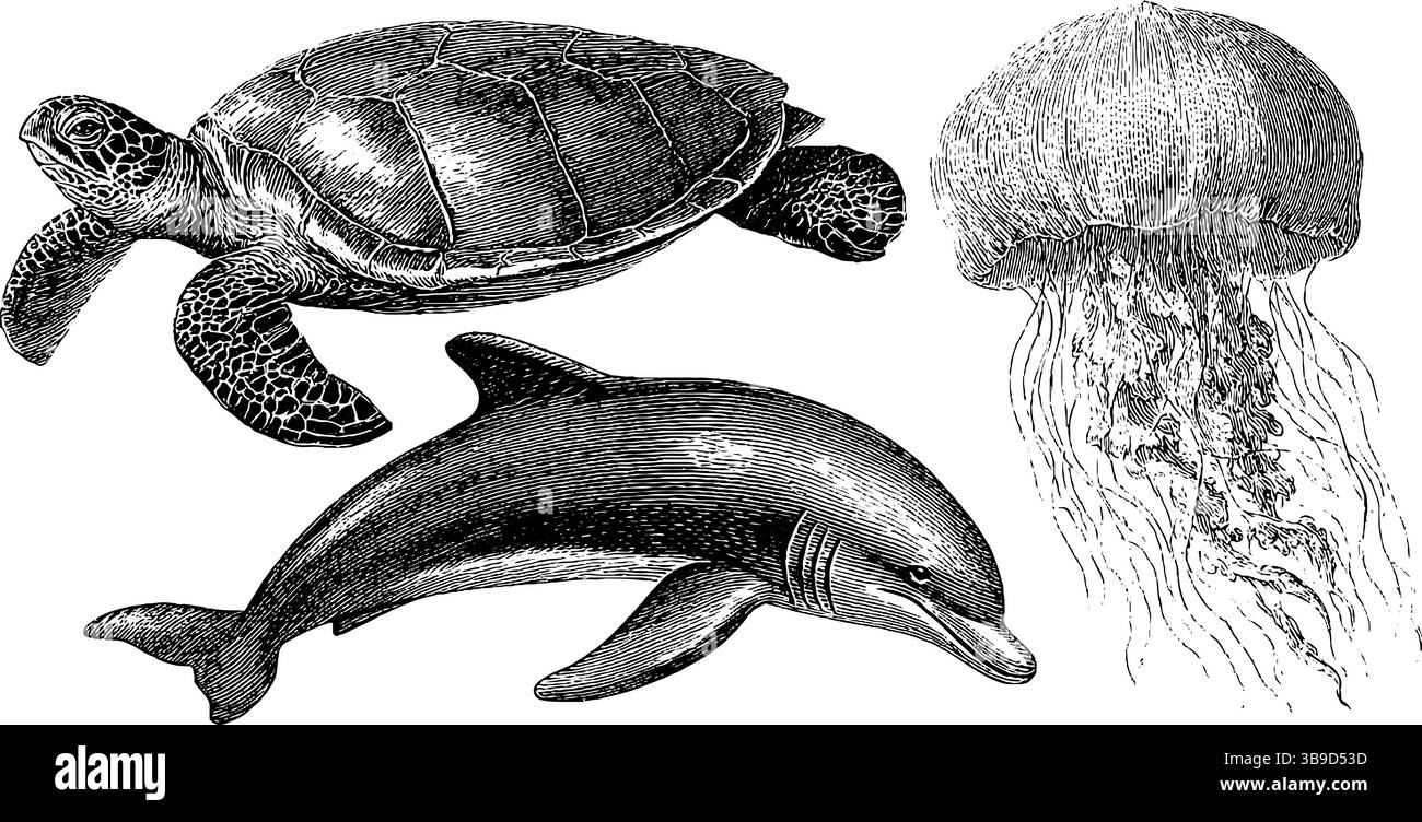 Opere d'arte SEA LIFE incise con illustrazioni di tartarughe, delfini e meduse per uso progettuale. Illustrazione Vettoriale
