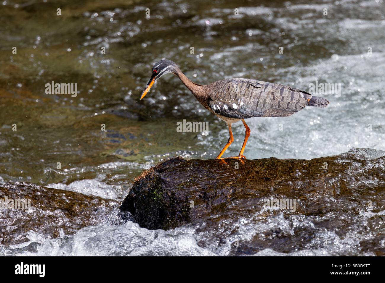 Eurypyga helias Foto Stock
