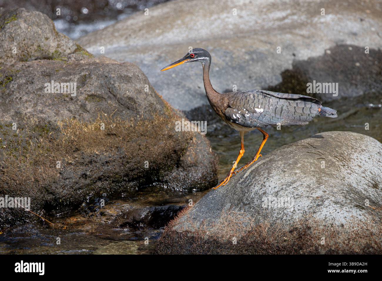 Eurypyga helias Foto Stock