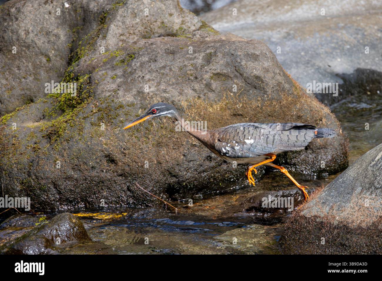 Eurypyga helias Foto Stock