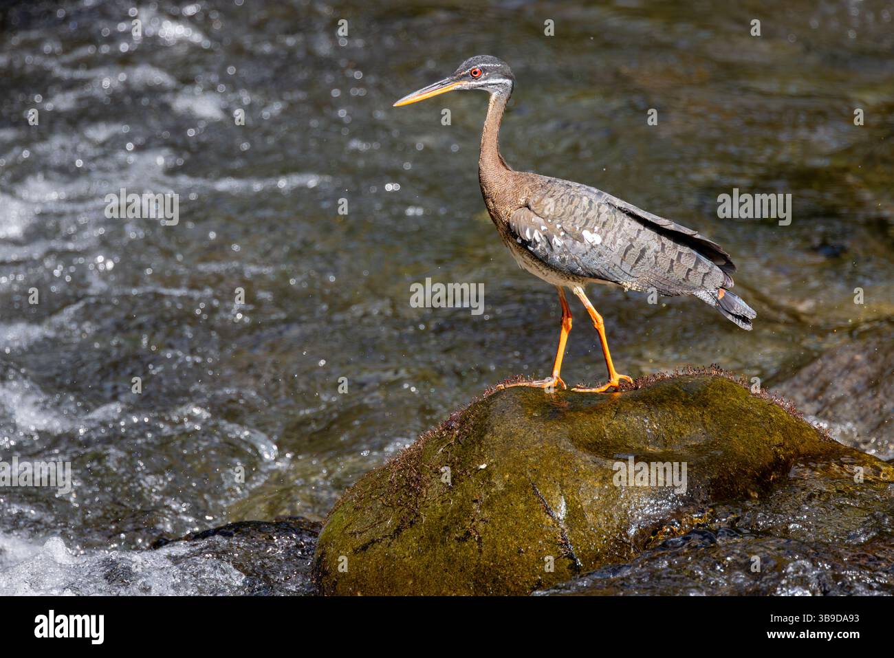 Eurypyga helias Foto Stock