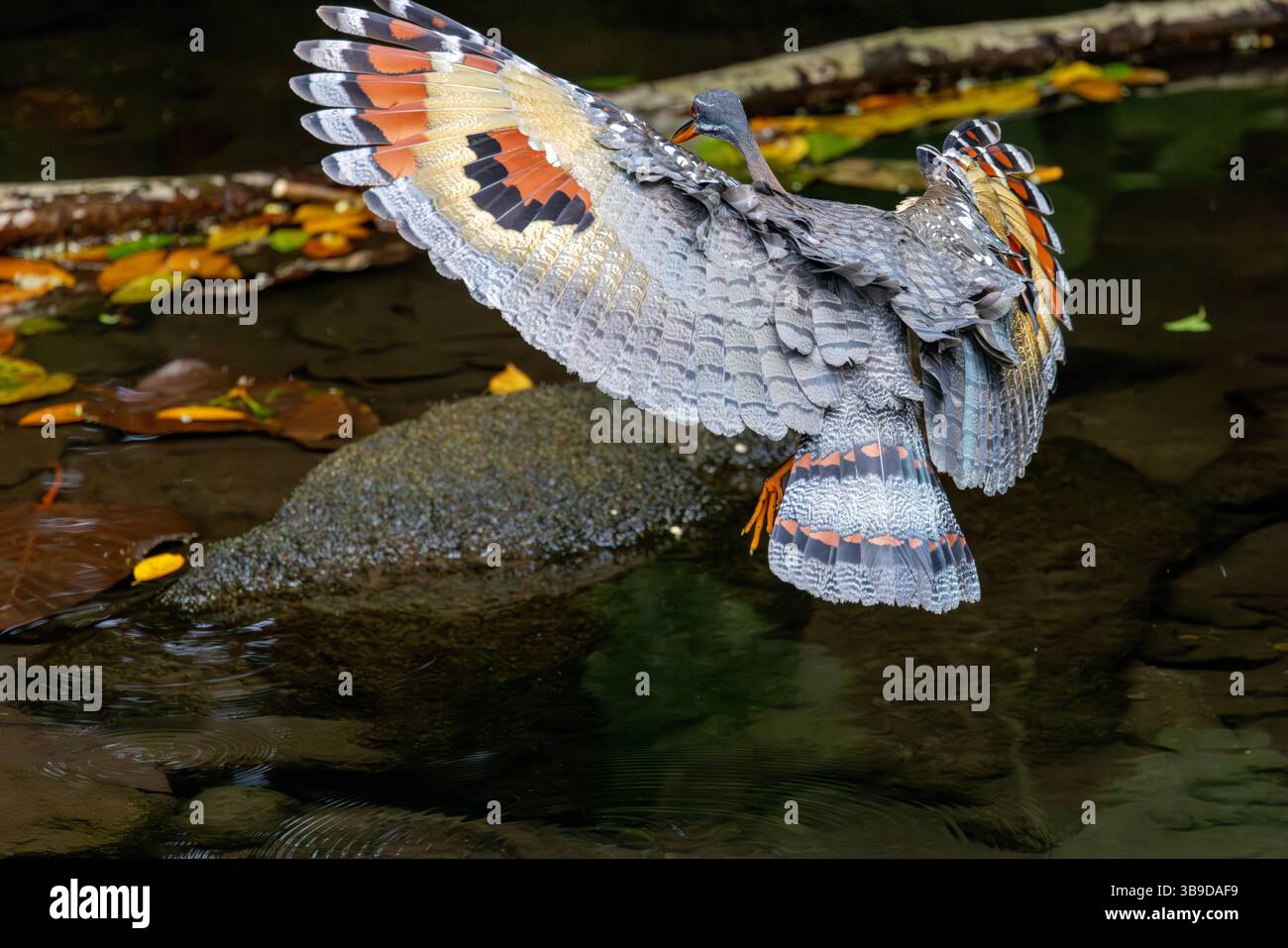 Eurypyga helias Foto Stock