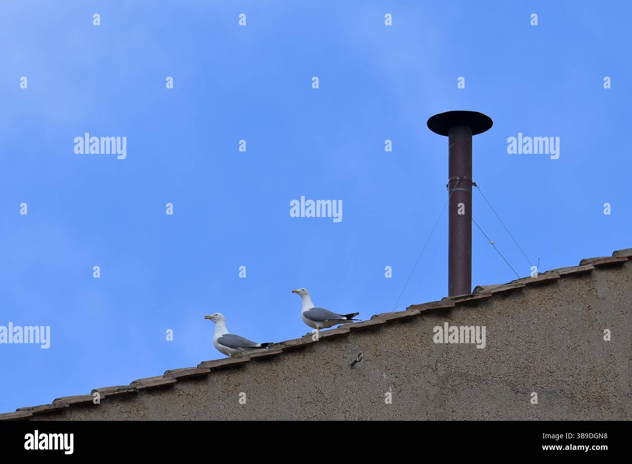 ASCIUGAMANO FRED ASILO Bordato In TINTA UNITA Ricamato E Personalizzato Con Nome Verdino 92254163 - Foto 6