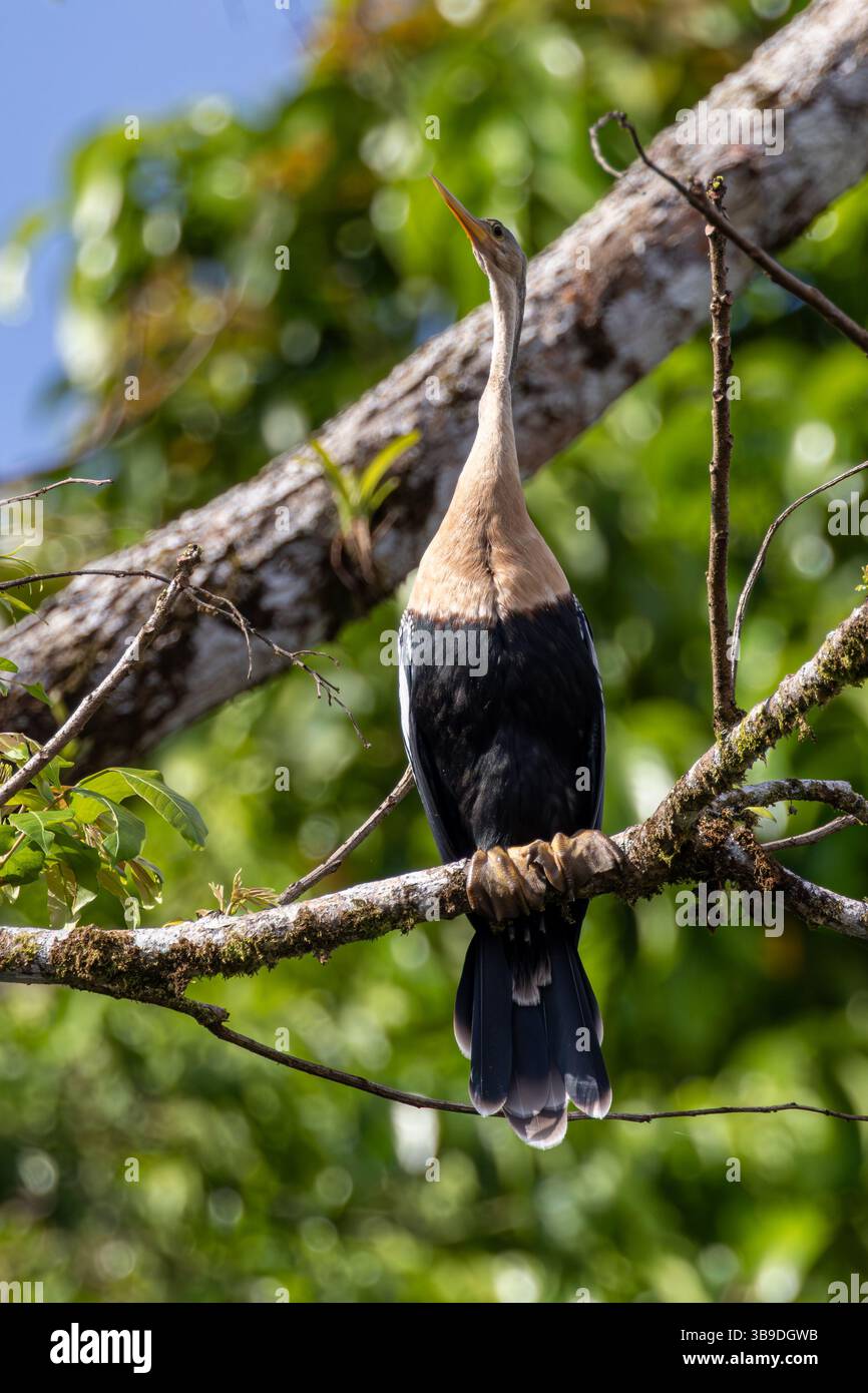 Anhinga (uccello serpente) Foto Stock