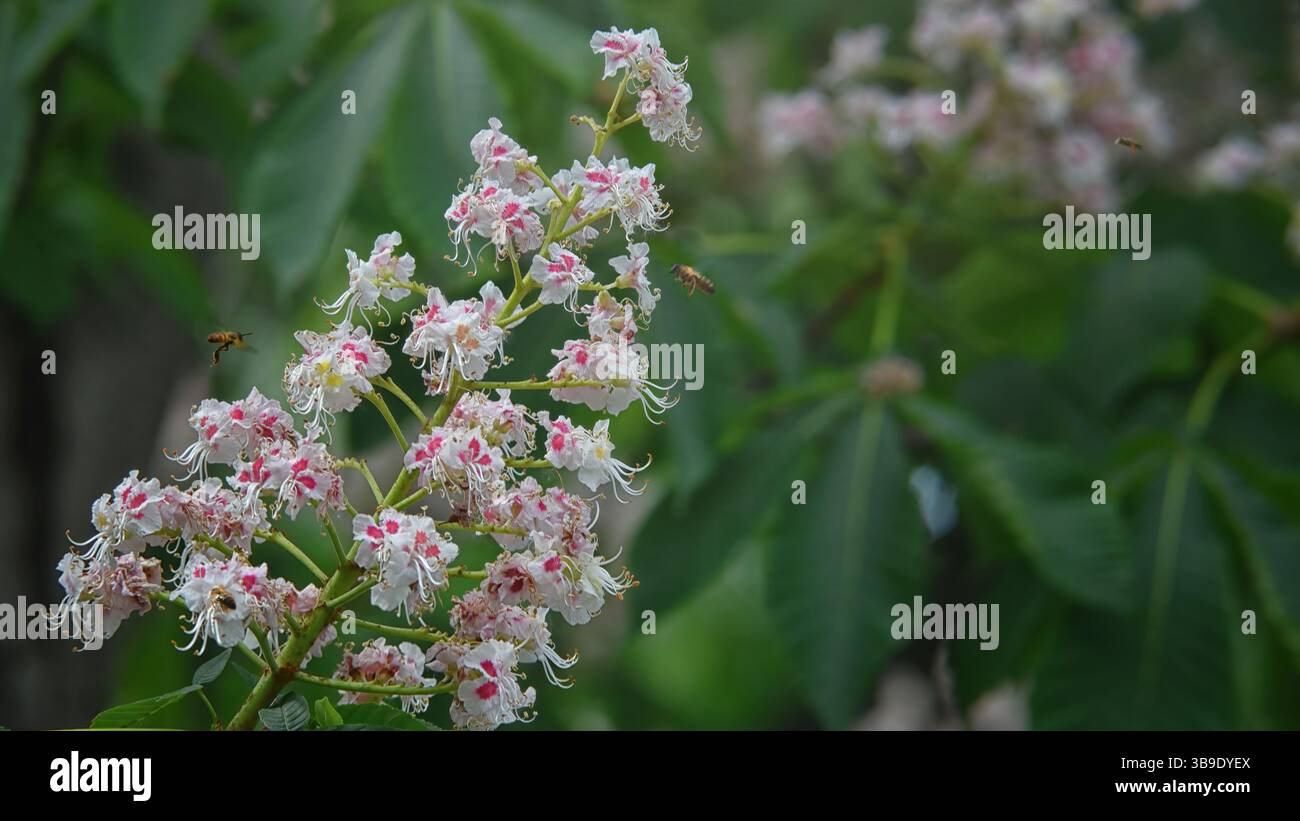 Ramo di castagno in fiore con api volanti su sfondo naturale Foto Stock