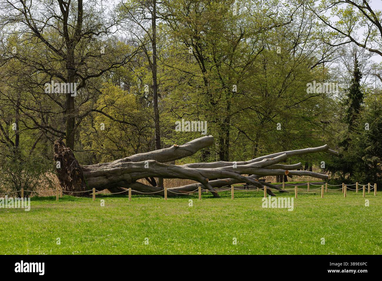Albero caduto conservato nella foresta primaverile del parco di Wroclaw, attentamente recintato per proteggere il processo di degrado naturale e promuovere la consapevolezza dell'equilibrio ecologico Foto Stock