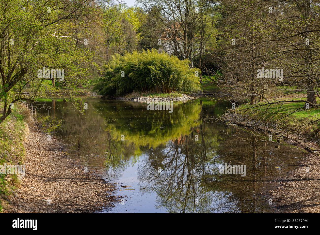 Tranquillo paesaggio primaverile con lussureggiante isola di bambù riflessa nelle acque calme di uno stagno della foresta nel parco di Wroclaw. Natura tranquilla e armonia visiva Foto Stock