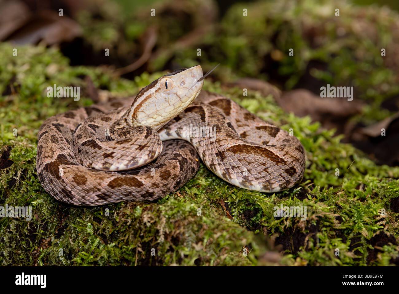 Fer Foto Stock