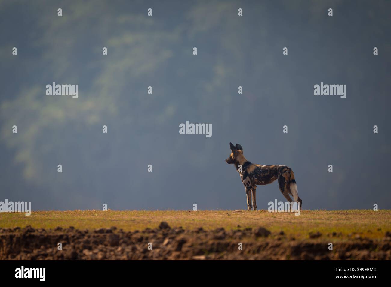 Il cane selvatico africano si trova sull'altopiano dell'erba Foto Stock