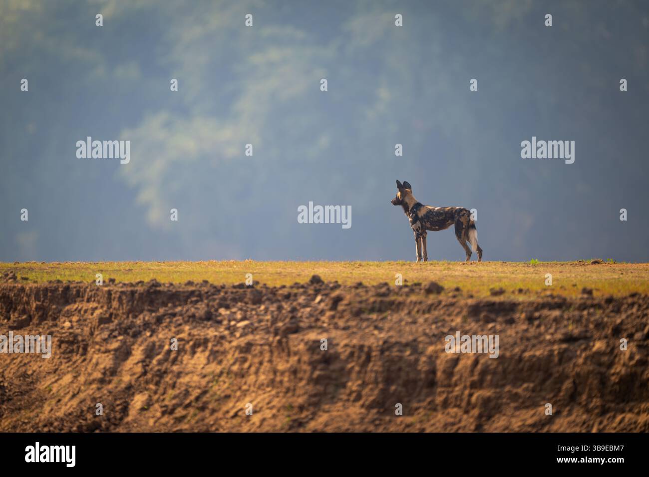 Il cane selvatico africano sorge su un altopiano erboso Foto Stock