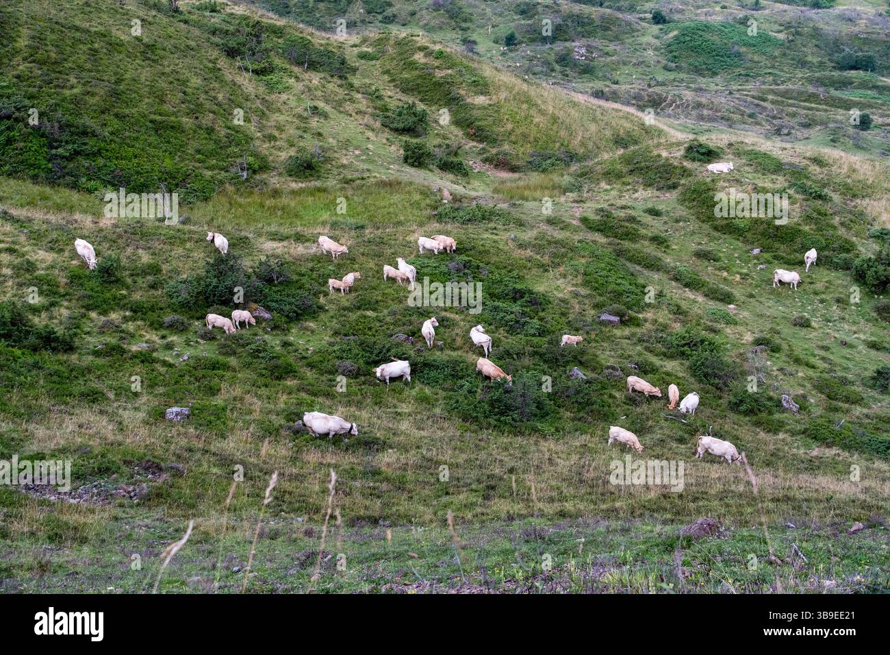 Paesaggio della catena montuosa dei Pirenei vicino al passo Soulor. Branco di mucche che vagano liberi sulle montagne Foto Stock