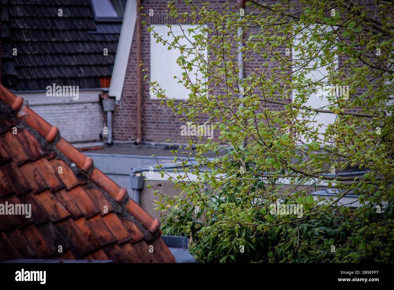 Una vista di un'area residenziale con un tetto di tegole rosse in primo piano, un albero con foglie verdi che oscurano parzialmente la vista e un edificio in mattoni con Foto Stock