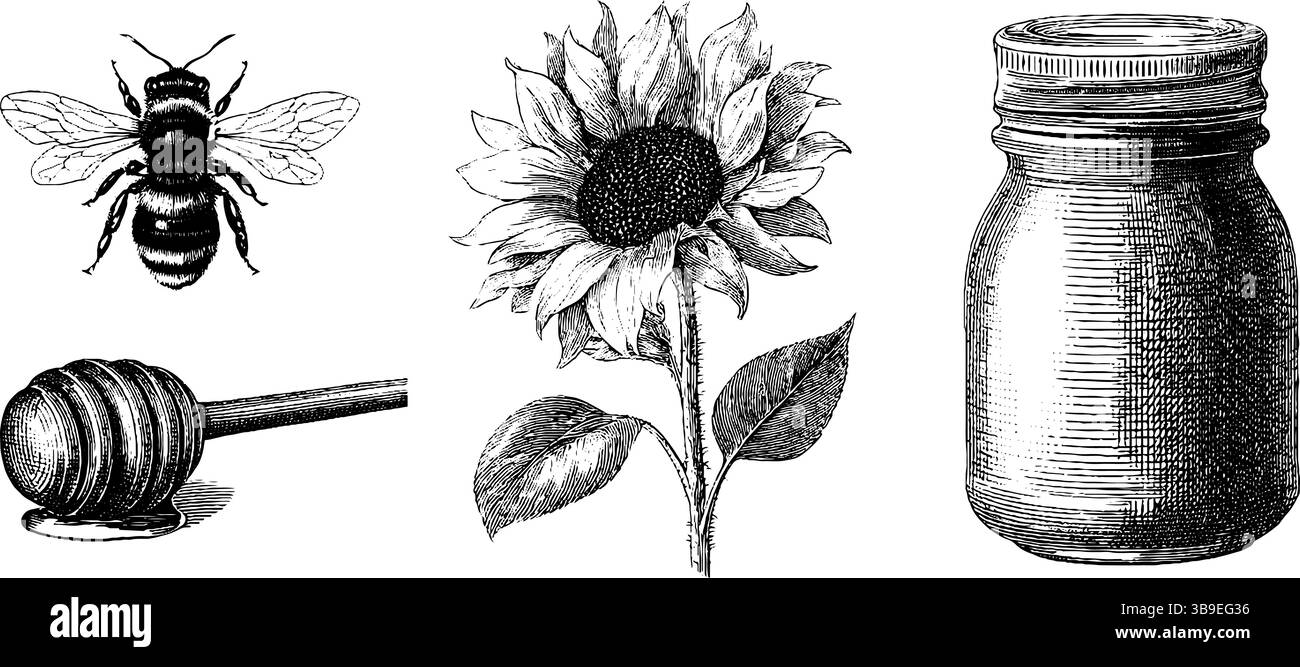 Design naturale inciso con ape, girasole, salsa al miele e barattolo per stampe e cartoline. Illustrazione Vettoriale