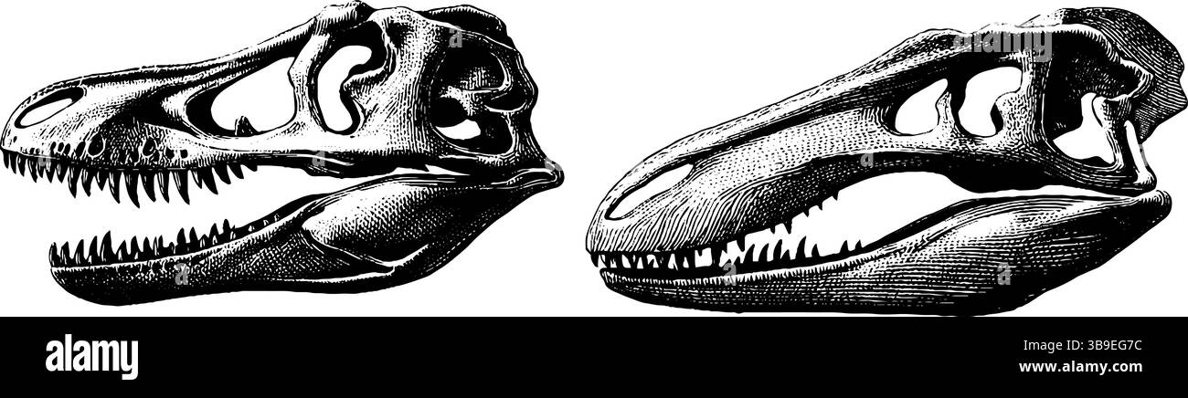 Illustrazione dettagliata incisa di scheletri di dinosauro per uso didattico. Illustrazione Vettoriale