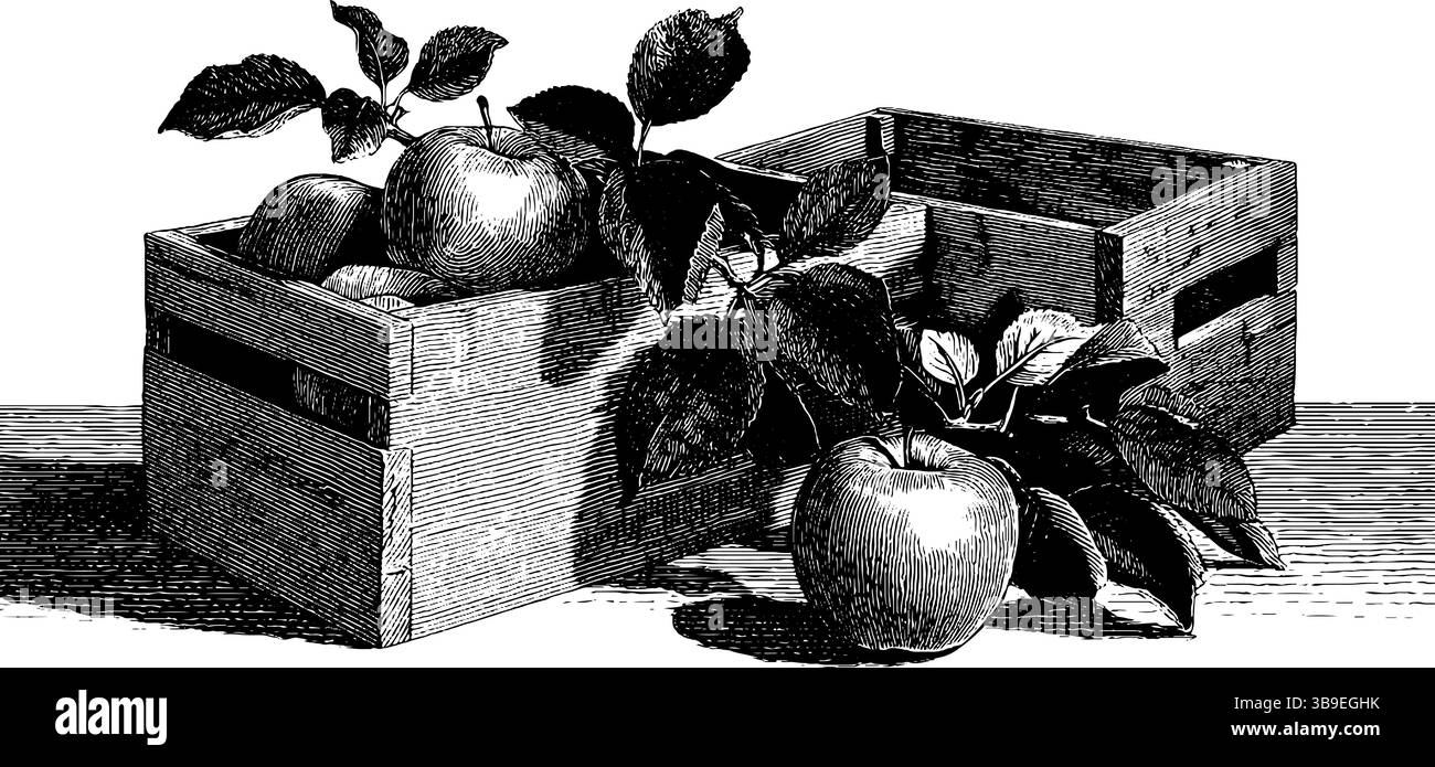 Scenario di un frutteto di mele d'epoca con casse in legno per motivi decorativi rustici. Illustrazione Vettoriale
