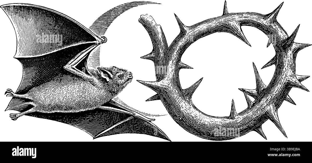 Incisione vintage di pipistrello e luna crescente spinosa per il design di halloween. Illustrazione Vettoriale