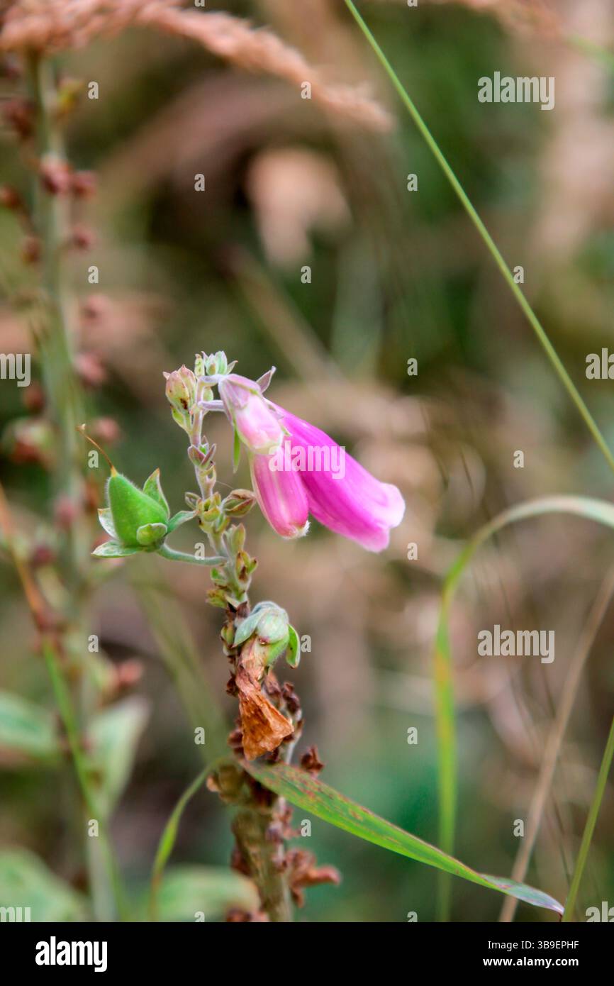 Un solo fiore di un foxglove Foto Stock