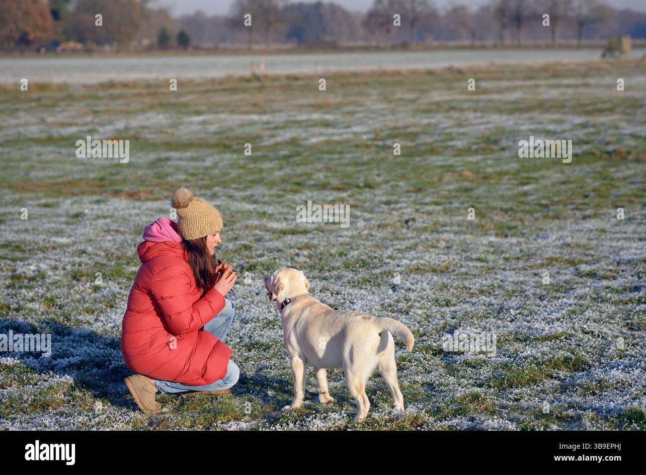 Il giovane Labrador aspetta sul prato accanto alla sua amante Foto Stock
