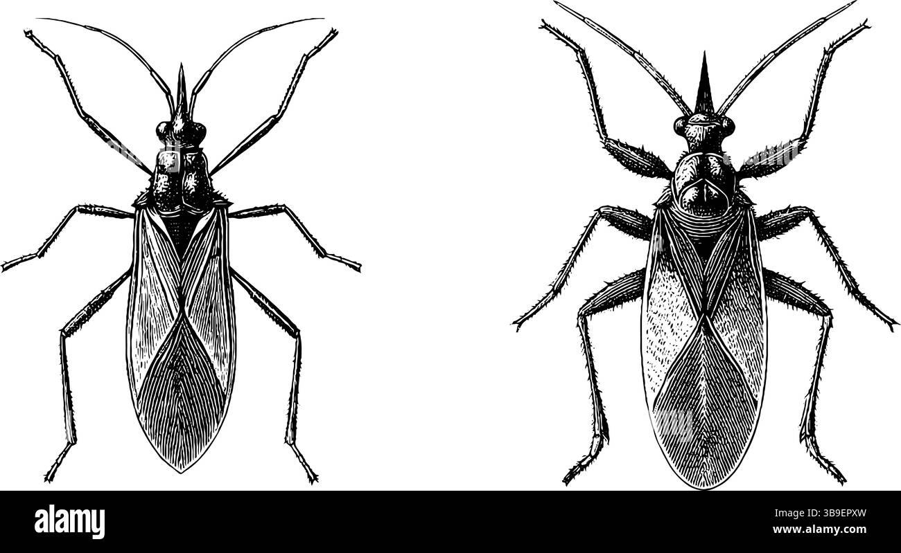 Intricato set di illustrazioni incise con insetti assassini per il design educativo. Illustrazione Vettoriale