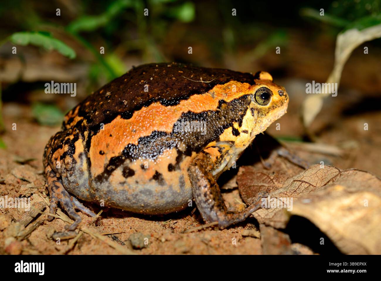 Toad (Kaloula pulchra) vicino a Siem Reap, Cambogia Foto Stock