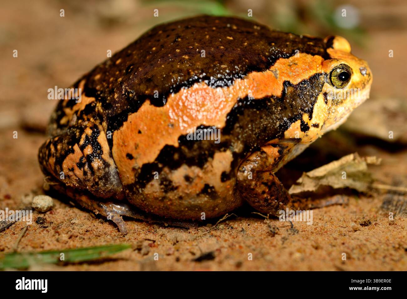 Toad (Kaloula pulchra) vicino a Siem Reap, Cambogia Foto Stock