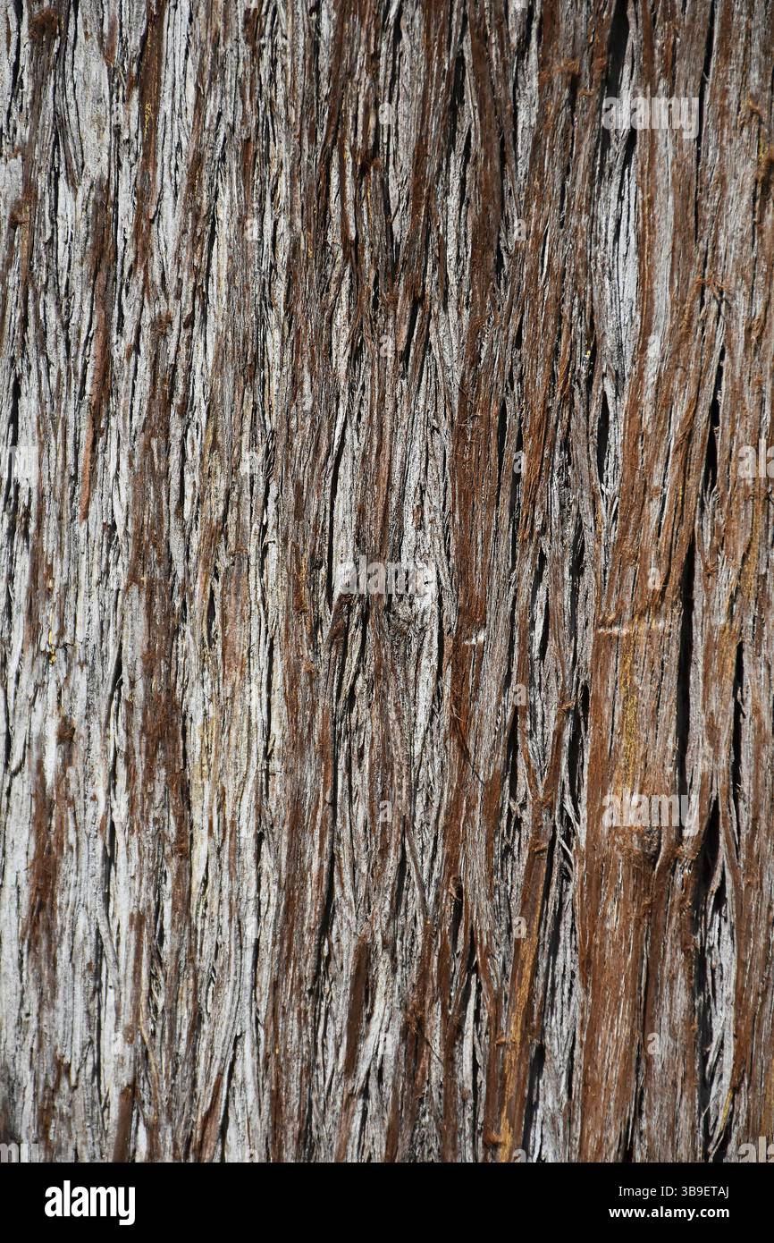 Struttura della corteccia del cipresso mediterraneo Cupressus sempervirens Foto Stock