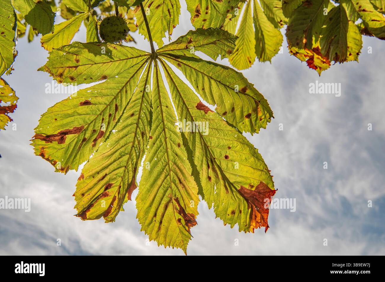 Foglie di castagno in autunno Foto Stock