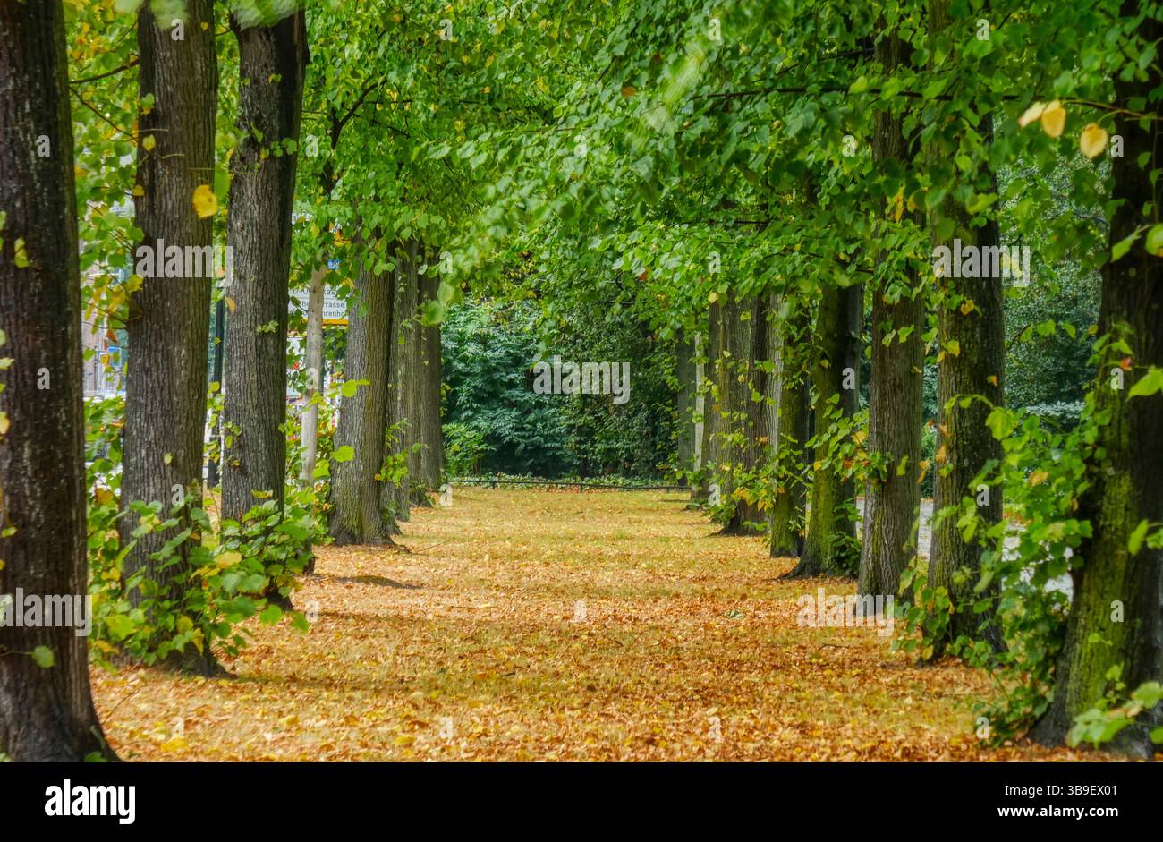 Autunno in un parco a Düsseldorf Foto Stock