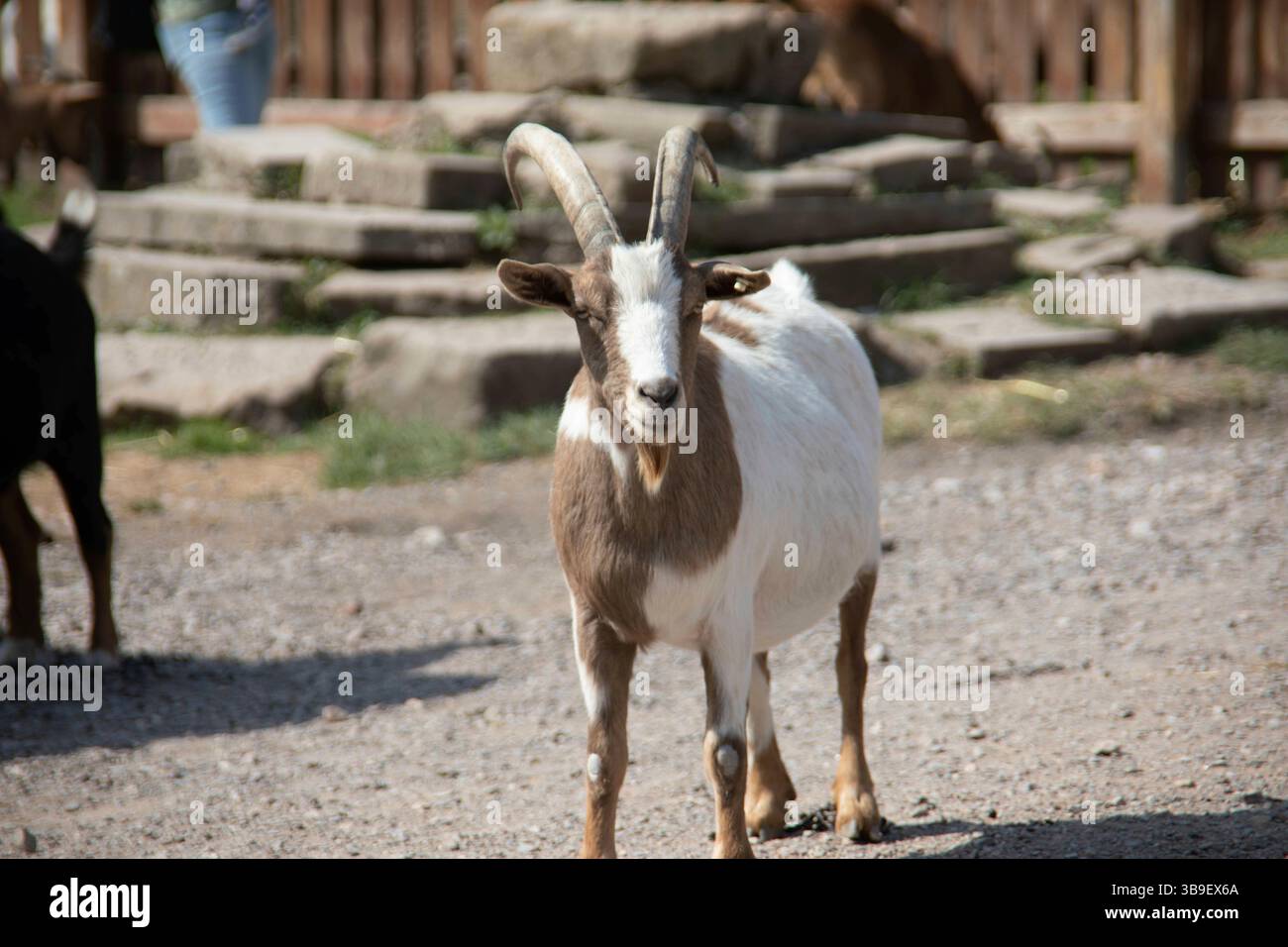 Capre domestiche bianche marroni in una stalla Foto Stock