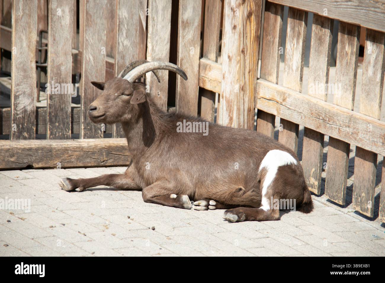 Capre domestiche bianche marroni in una stalla Foto Stock