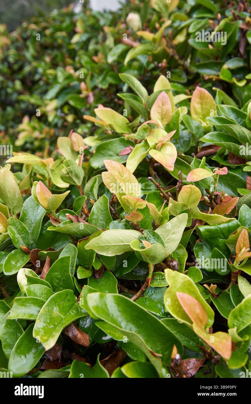 primo piano di piante di fichi striscianti o rampicanti, vitino sempreverde ornamentale vigoroso e in rapida crescita, coltivato come pianta d'appartamento, con una messa a fuoco morbida e dorso sfocato Foto Stock