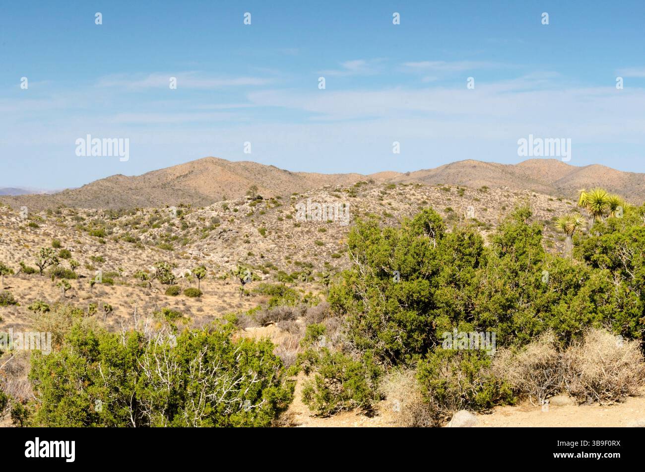 Cespugli e arbusti nel parco nazionale di Joshua Tree Foto Stock