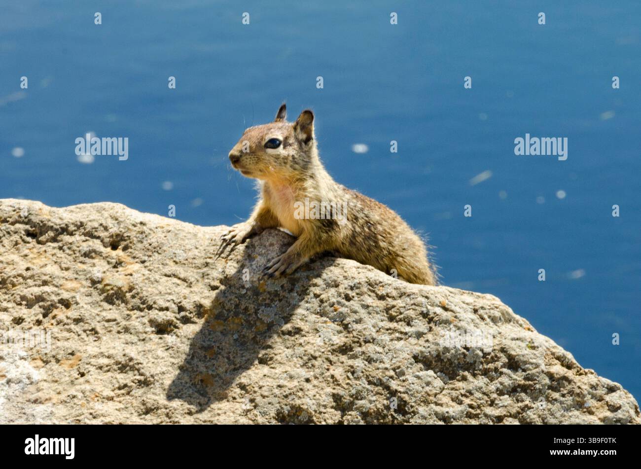 Vero scoiattolo di terra - cosa sta succedendo lì? Foto Stock
