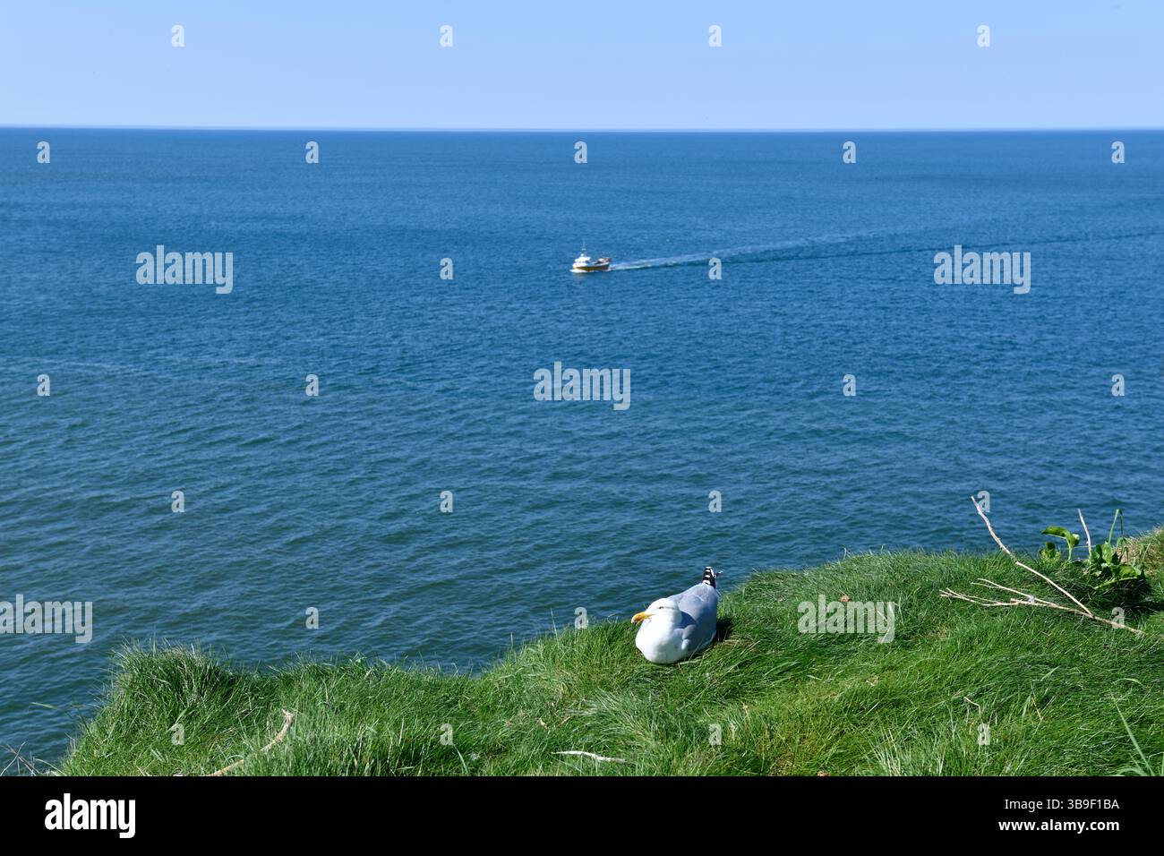 Seagull (larus argentatus) in primo piano Port Issac Cornovaglia Inghilterra regno unito Foto Stock