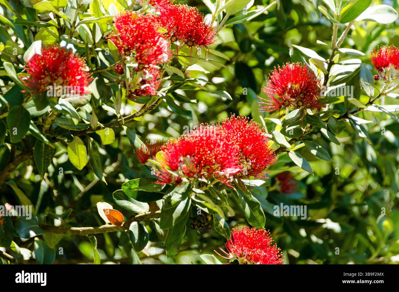 Fiori dell'albero di Natale della nuova Zelanda Foto Stock