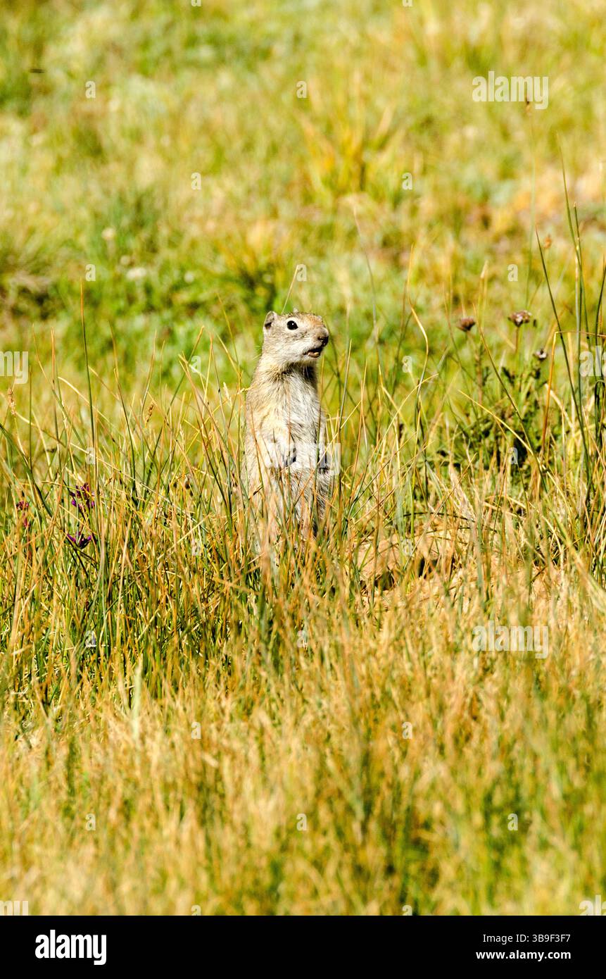 Che sta succedendo qui? - Gopher californiano Foto Stock