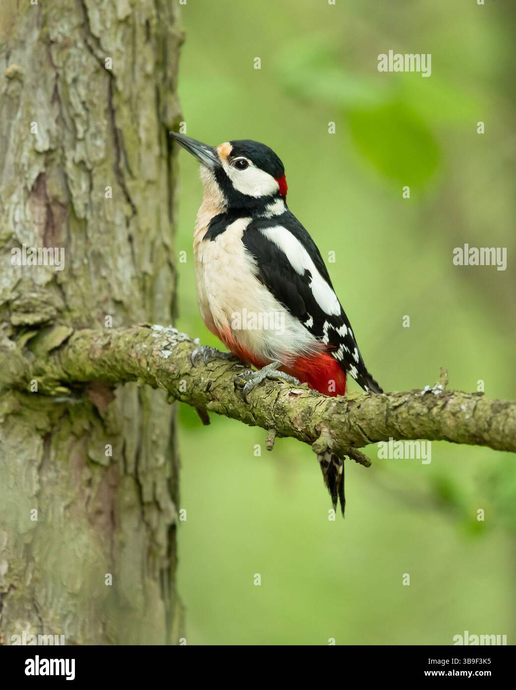 Il picchio maculato (Dendrocopos Major) è un picchio di medie dimensioni con pied piumaggio bianco e nero e una toppa rossa sulla parte inferiore della pancia. Foto Stock