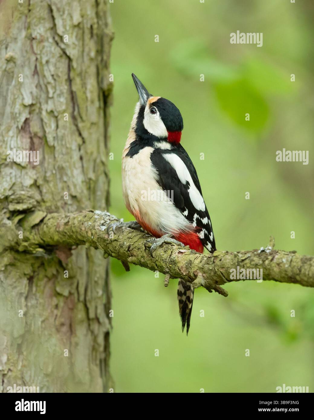 Il picchio maculato (Dendrocopos Major) è un picchio di medie dimensioni con pied piumaggio bianco e nero e una toppa rossa sulla parte inferiore della pancia. Foto Stock