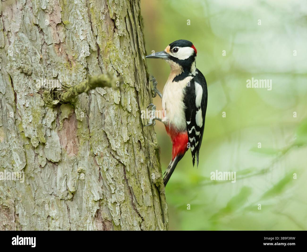 Il picchio maculato (Dendrocopos Major) è un picchio di medie dimensioni con pied piumaggio bianco e nero e una toppa rossa sulla parte inferiore della pancia. Foto Stock